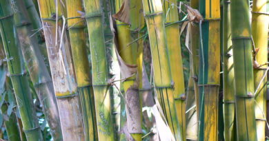 Bambusoideae