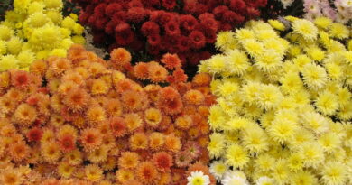 Chrysanthemum